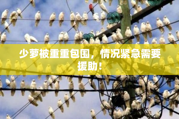 少萝被重重包围，情况紧急需要援助！