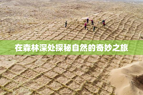 在森林深处探秘自然的奇妙之旅