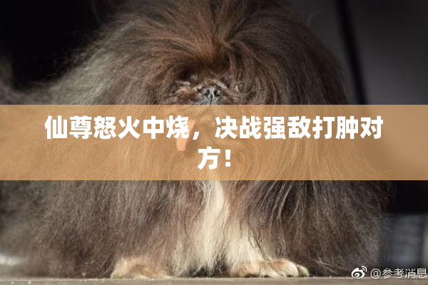 仙尊怒火中烧，决战强敌打肿对方！