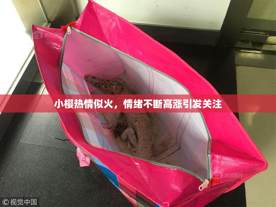 小樱热情似火，情绪不断高涨引发关注