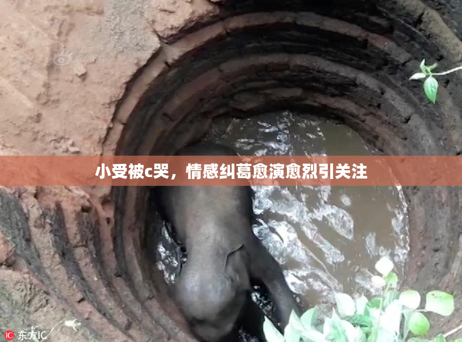小受被c哭，情感纠葛愈演愈烈引关注