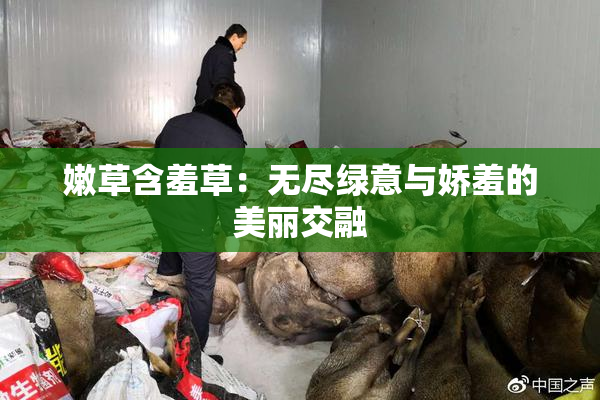 嫩草含羞草：无尽绿意与娇羞的美丽交融