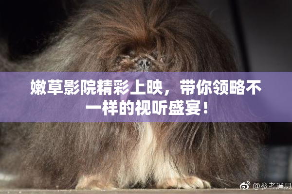 嫩草影院精彩上映，带你领略不一样的视听盛宴！