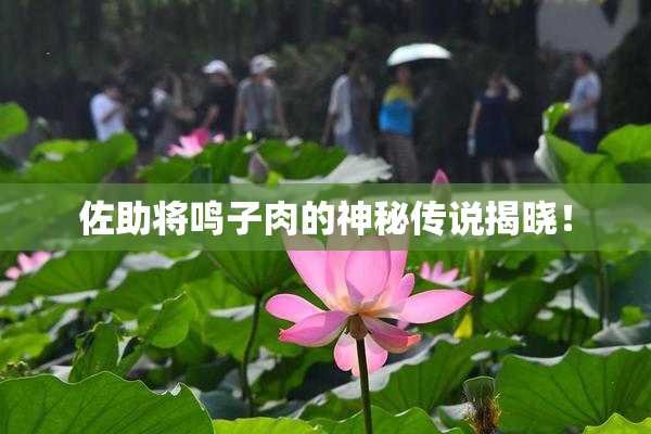 佐助将鸣子肉的神秘传说揭晓！
