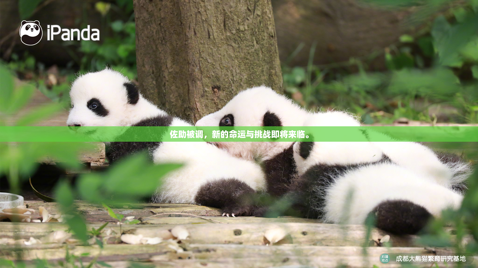 佐助被调，新的命运与挑战即将来临。