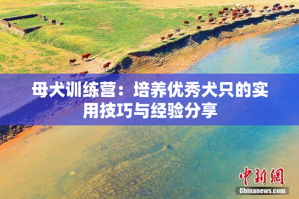 母犬训练营：培养优秀犬只的实用技巧与经验分享