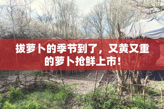 拔萝卜的季节到了，又黄又重的萝卜抢鲜上市！