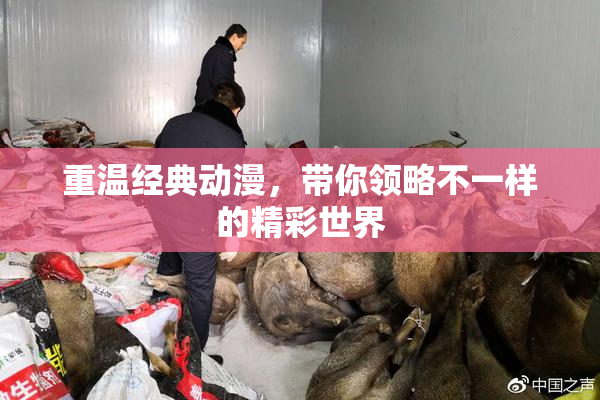 重温经典动漫，带你领略不一样的精彩世界