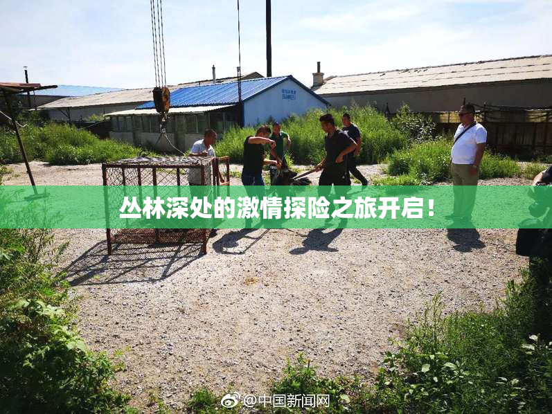 丛林深处的激情探险之旅开启！