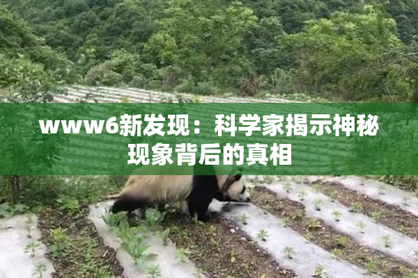 www6新发现：科学家揭示神秘现象背后的真相