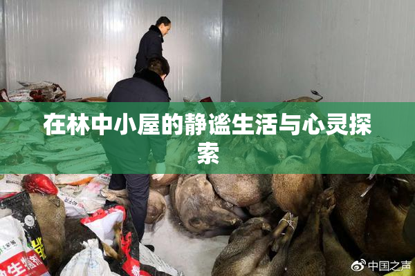 在林中小屋的静谧生活与心灵探索