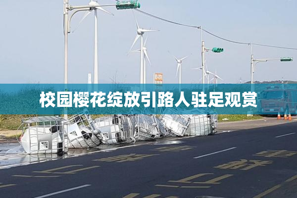 校园樱花绽放引路人驻足观赏