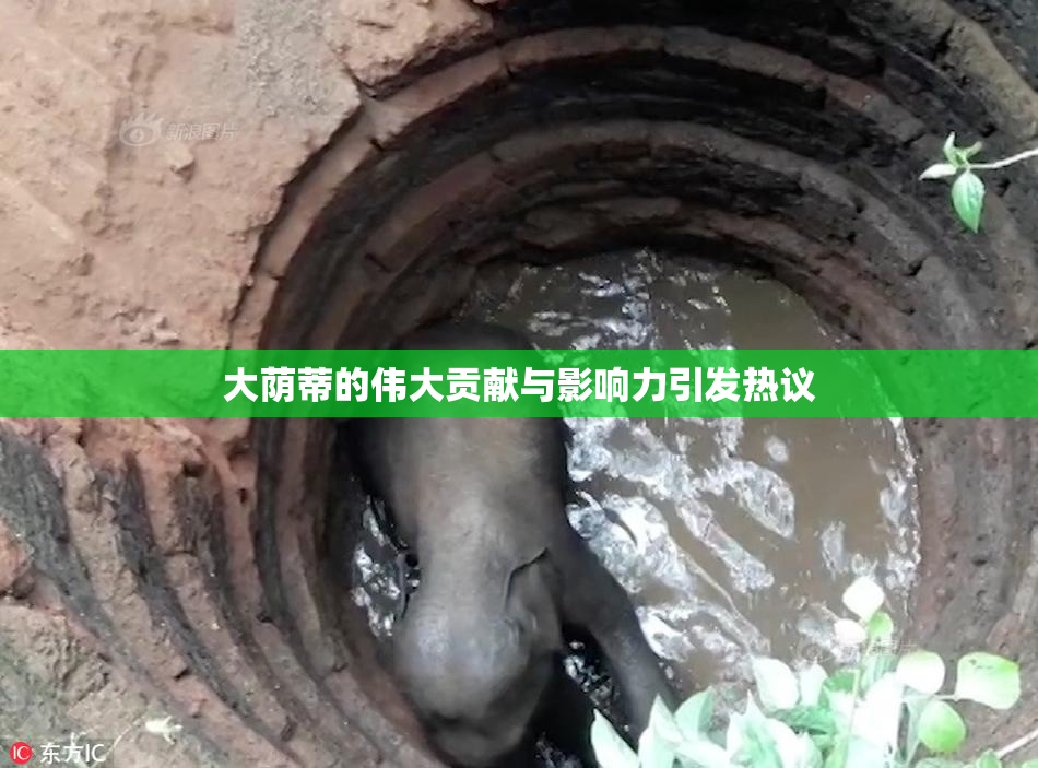 大荫蒂的伟大贡献与影响力引发热议