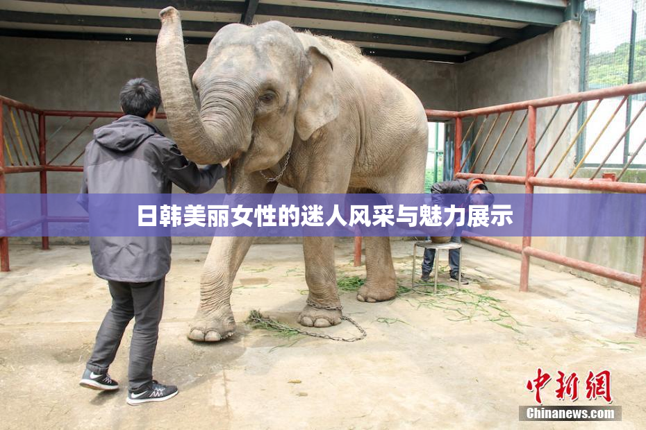 日韩美丽女性的迷人风采与魅力展示
