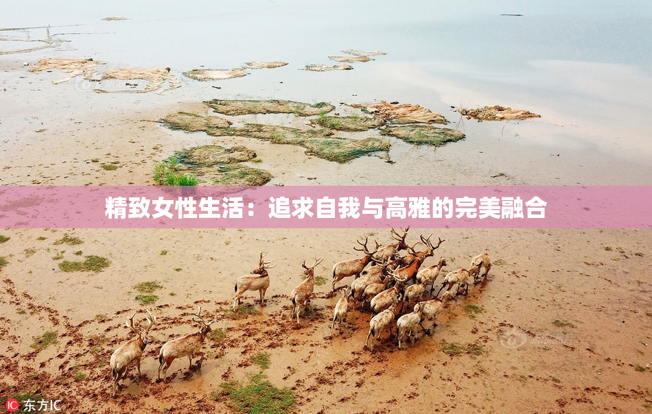 精致女性生活：追求自我与高雅的完美融合