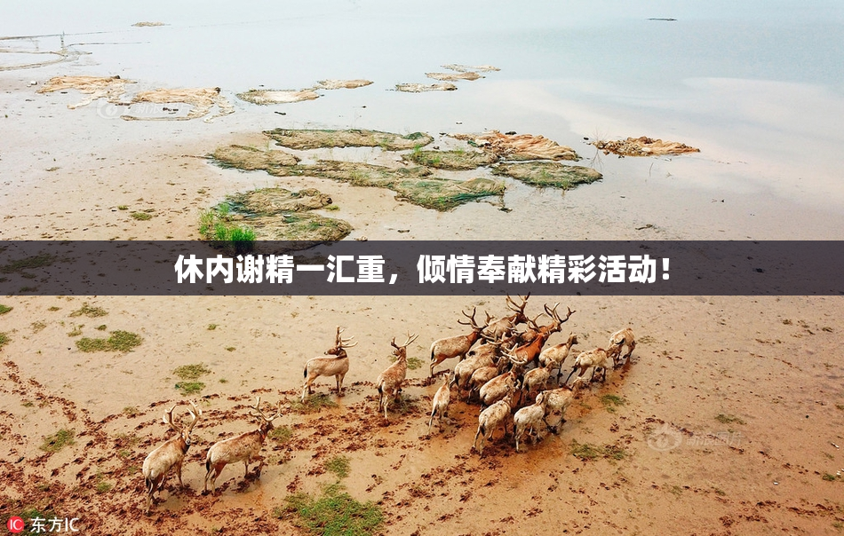 休内谢精一汇重，倾情奉献精彩活动！