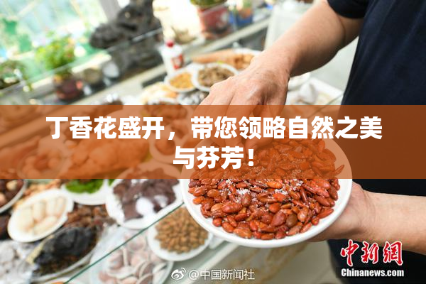 丁香花盛开，带您领略自然之美与芬芳！