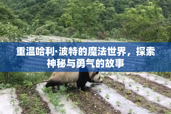 重温哈利·波特的魔法世界，探索神秘与勇气的故事