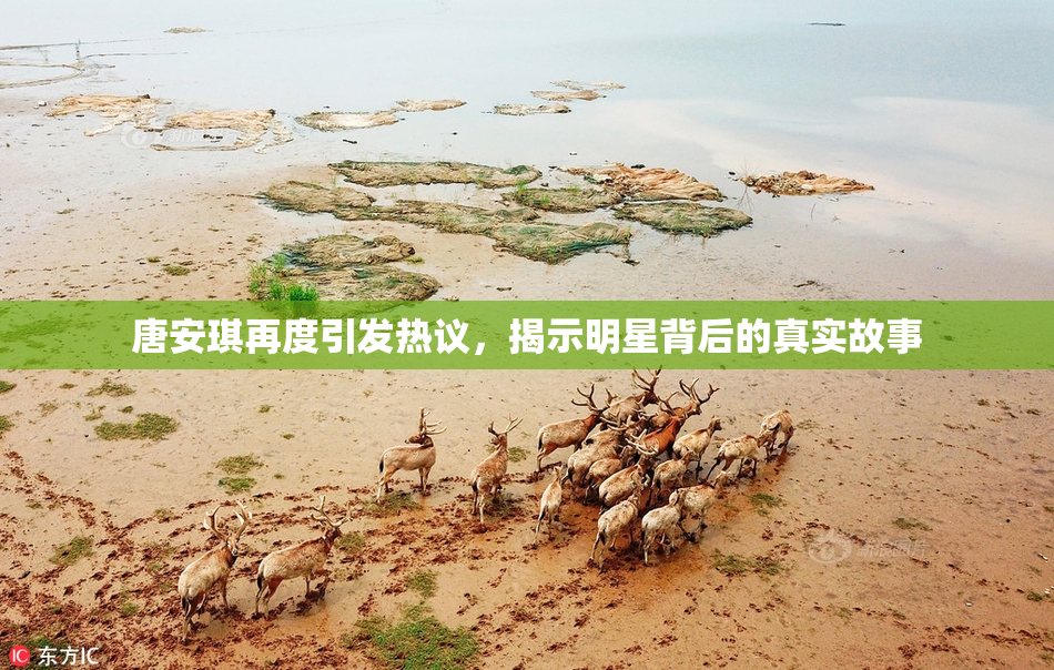 唐安琪再度引发热议，揭示明星背后的真实故事