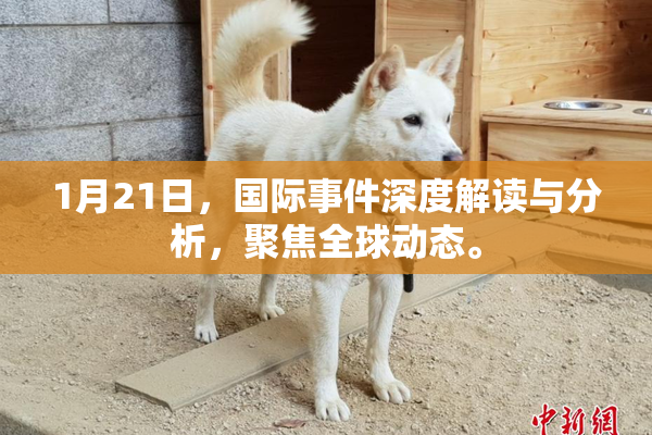 1月21日，国际事件深度解读与分析，聚焦全球动态。