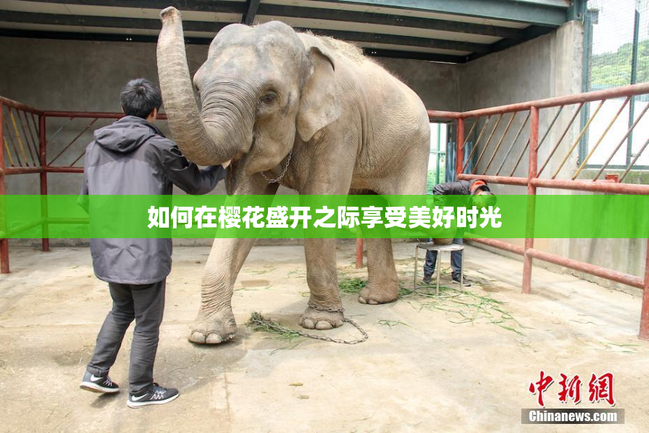 如何在樱花盛开之际享受美好时光