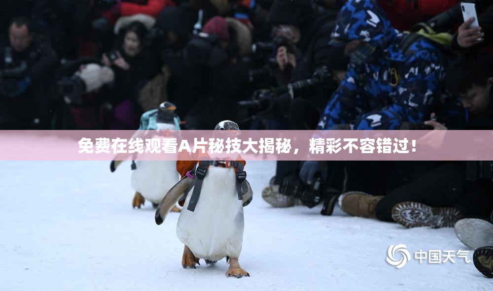 免费在线观看A片秘技大揭秘，精彩不容错过！
