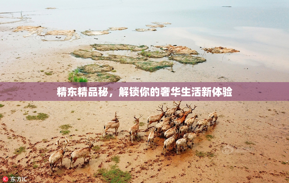 精东精品秘，解锁你的奢华生活新体验