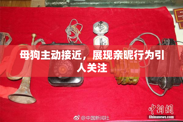 母狗主动接近，展现亲昵行为引人关注