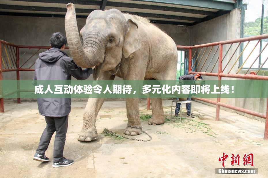 成人互动体验令人期待，多元化内容即将上线！