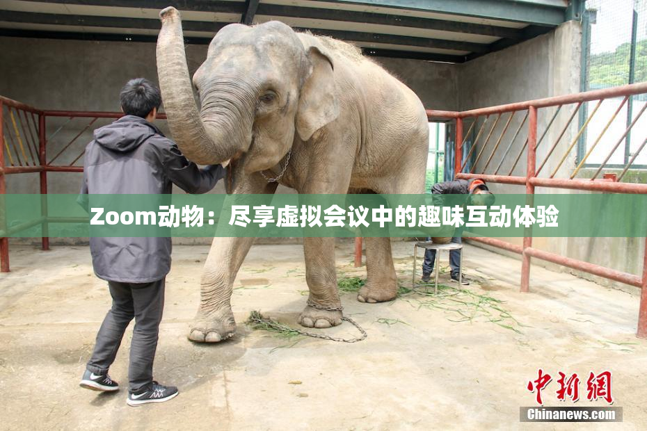 Zoom动物：尽享虚拟会议中的趣味互动体验
