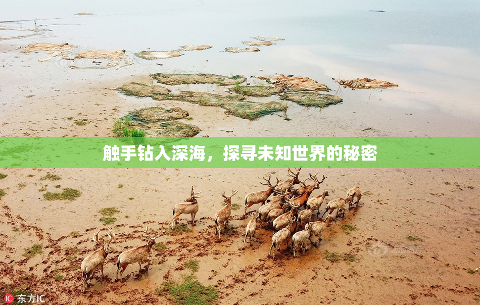 触手钻入深海，探寻未知世界的秘密