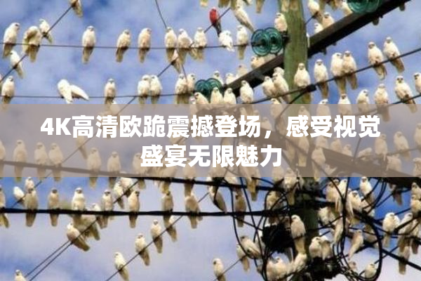4K高清欧跪震撼登场，感受视觉盛宴无限魅力
