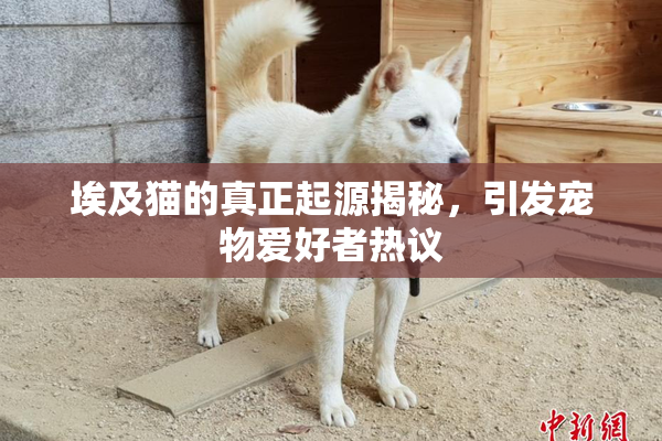 埃及猫的真正起源揭秘，引发宠物爱好者热议