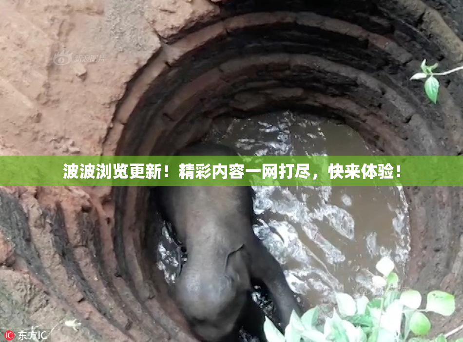 波波浏览更新！精彩内容一网打尽，快来体验！