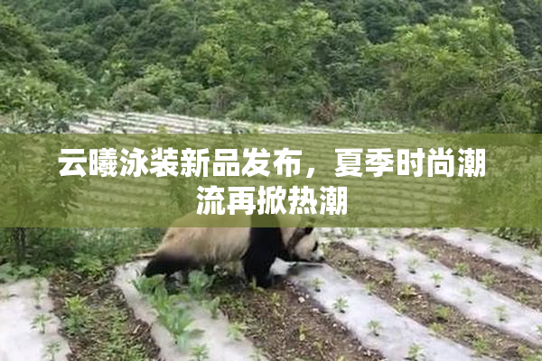 云曦泳装新品发布，夏季时尚潮流再掀热潮