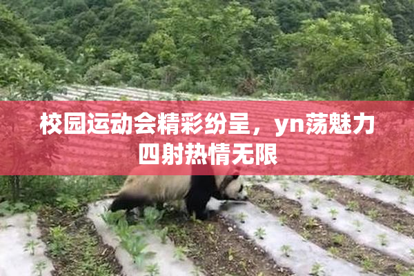 校园运动会精彩纷呈，yn荡魅力四射热情无限