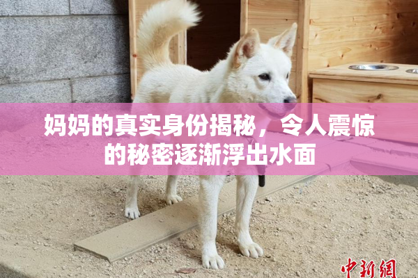 妈妈的真实身份揭秘，令人震惊的秘密逐渐浮出水面