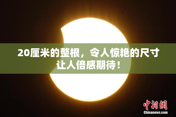 20厘米的整根，令人惊艳的尺寸让人倍感期待！