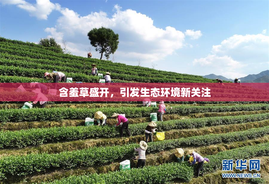 含羞草盛开，引发生态环境新关注