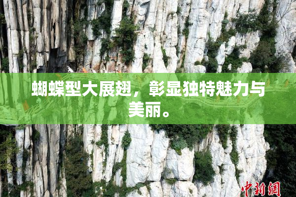 蝴蝶型大展翅，彰显独特魅力与美丽。