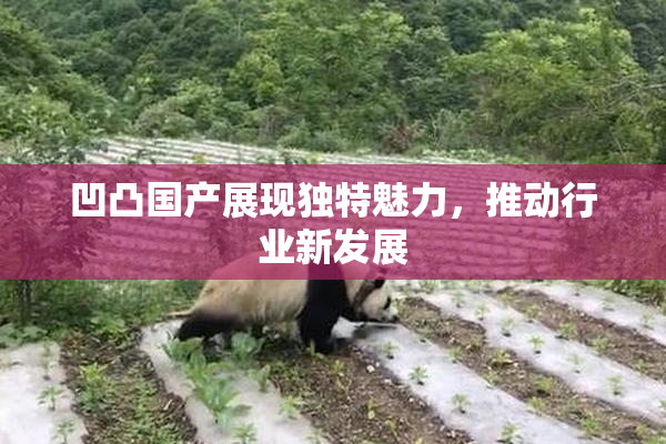 凹凸国产展现独特魅力，推动行业新发展