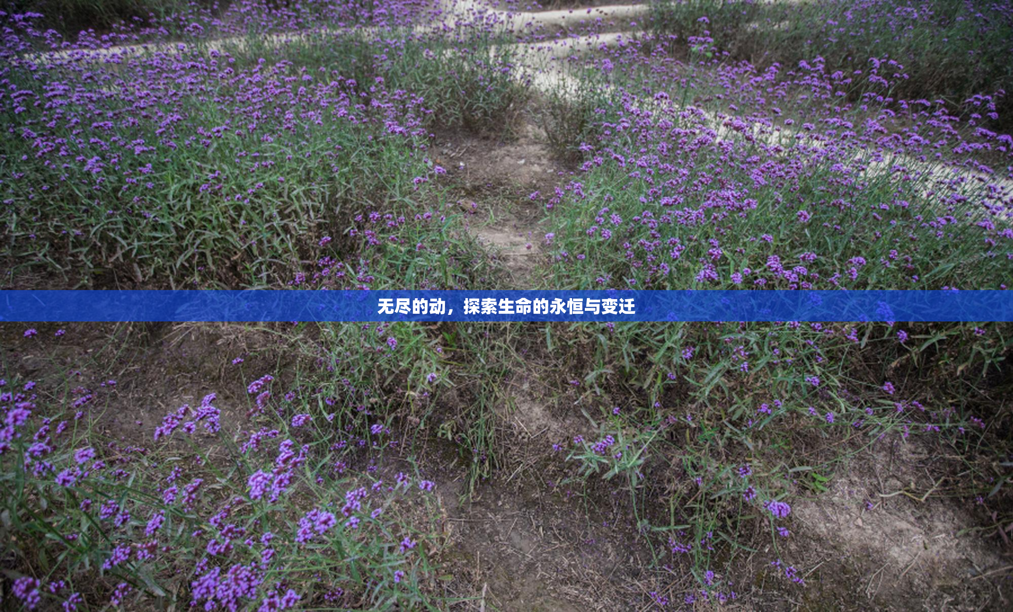 无尽的动，探索生命的永恒与变迁