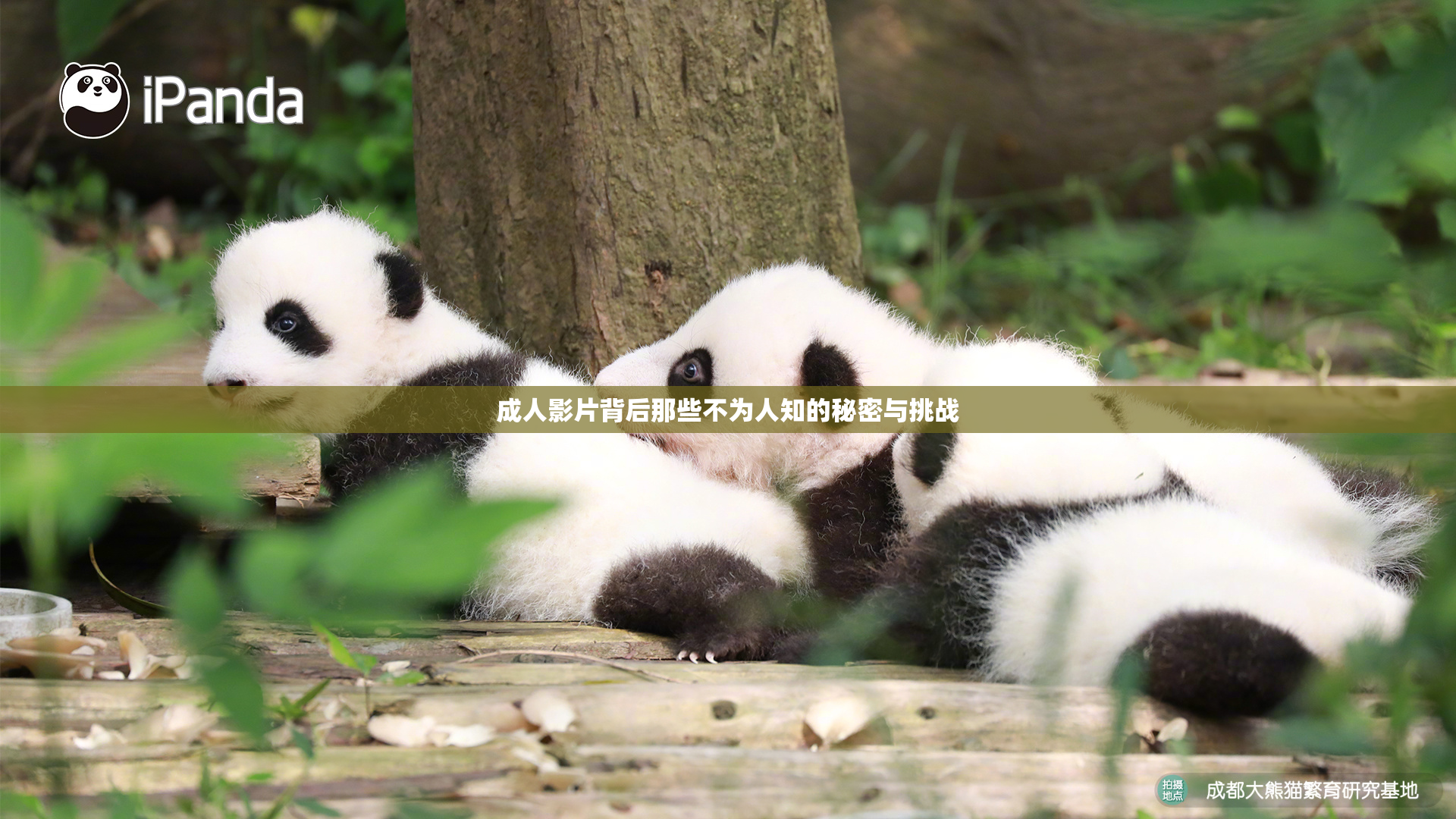 成人影片背后那些不为人知的秘密与挑战