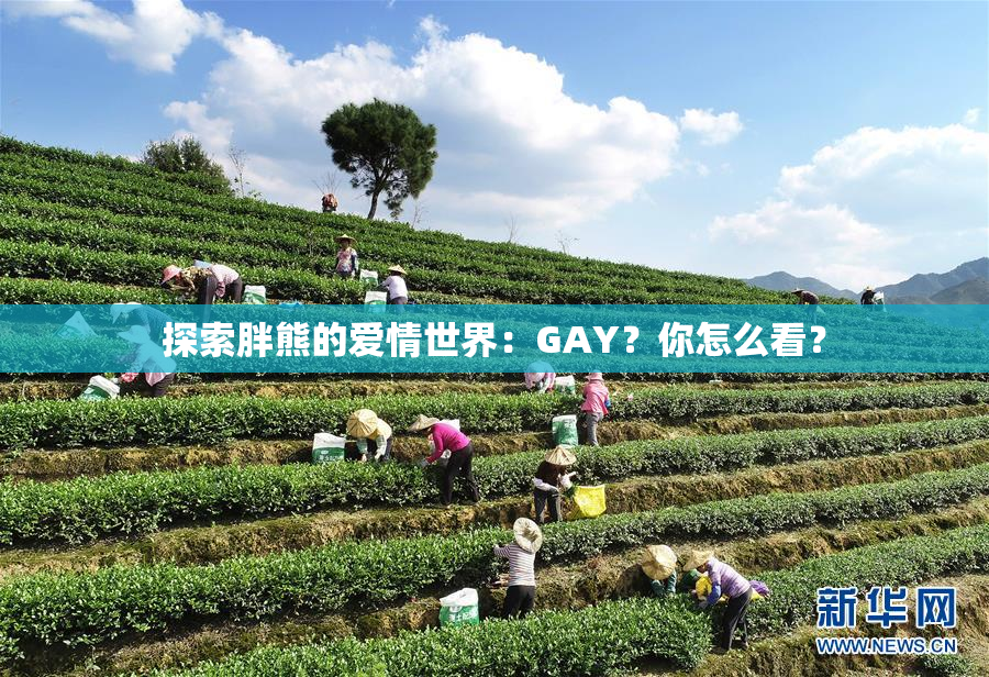 探索胖熊的爱情世界：GAY？你怎么看？