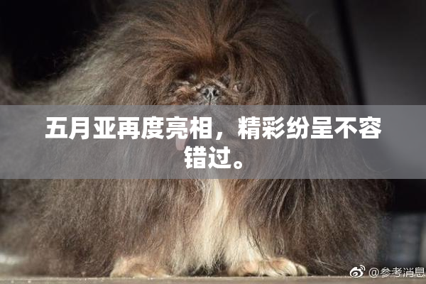 五月亚再度亮相，精彩纷呈不容错过。