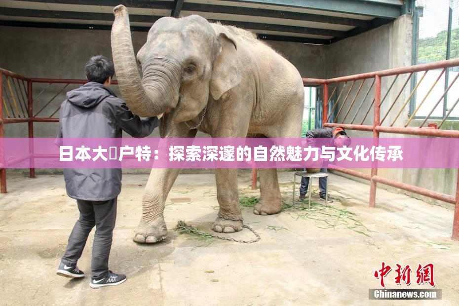 日本大隂户特：探索深邃的自然魅力与文化传承