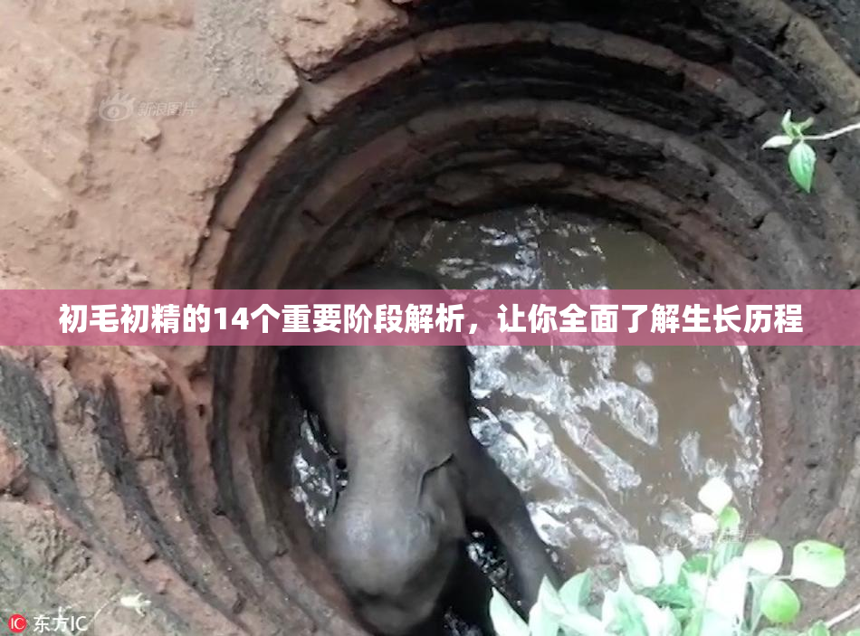 初毛初精的14个重要阶段解析，让你全面了解生长历程