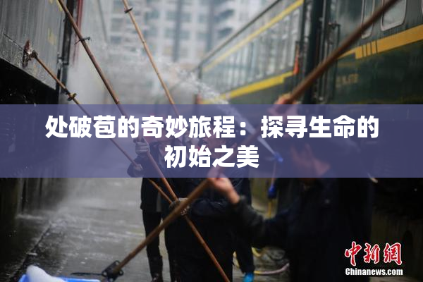 处破苞的奇妙旅程：探寻生命的初始之美