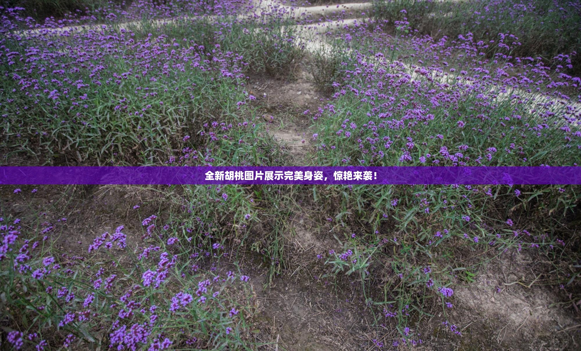全新胡桃图片展示完美身姿，惊艳来袭！