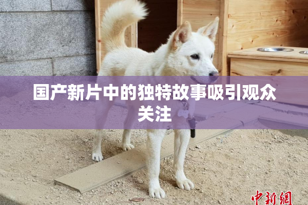国产新片中的独特故事吸引观众关注